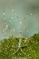 skeleton shrimps (Caprellidae)

NIKON D7000 in a Seacam... by Thomas Bannenberg 